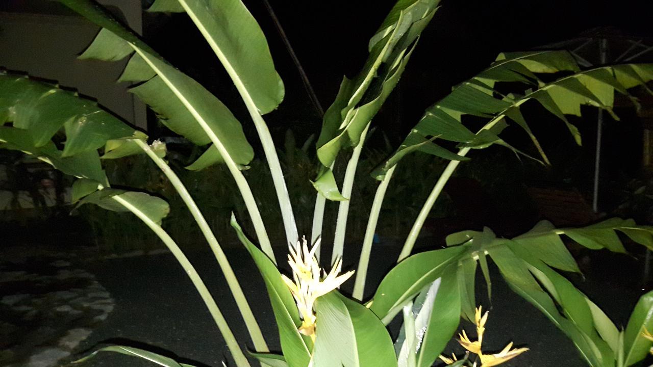 Bird Of Paradise Bungalows Kep Buitenkant foto